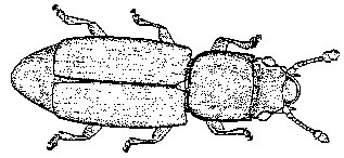 Rhizophagid Beetle - Drawing: John Rainbird