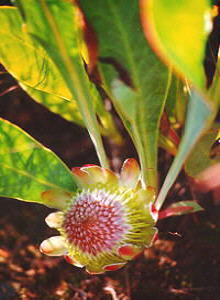 Common Ground Sugarbush - Photo: Nigel Forshaw