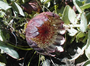 Clasping-leaf Sugarbush - Photo: Nigel Forshaw