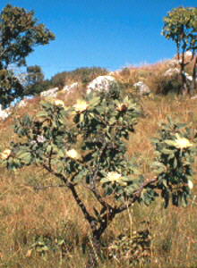Woodland Sugarbush - Photo: F du Randt