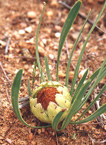 Kleinmond Sugarbush - Photo: NBI Collection