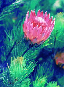 Ladismith Sugarbush - Photo: David Osborne