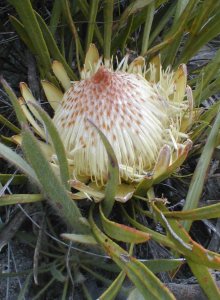 Rough-leaf Sugarbush - Photo: Nigel Forshaw