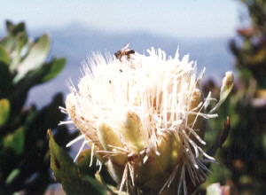 Inyanga Sugarbush - Photo: NBI Collection