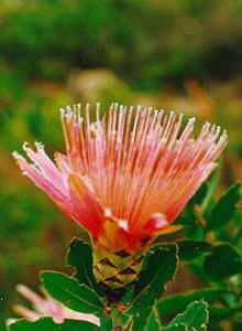 Common Shuttlecock Sugarbush - Photo: Nigel Forshaw