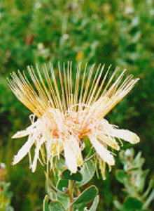 Common Shuttlecock Sugarbush - Photo: Nigel Forshaw