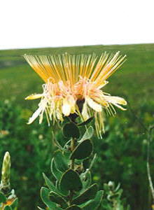 Potberg Sugarbush - Photo: Nigel Forshaw