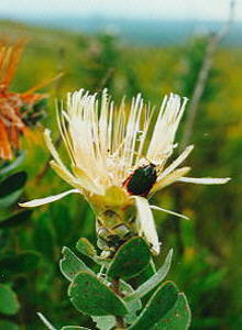 Potberg Sugarbush - Photo: Nigel Forshaw
