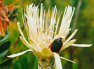 Protea Green Beetle - Photo: Nigel Forshaw