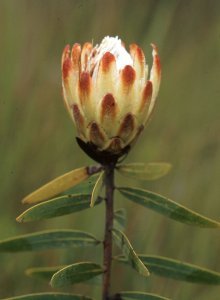 Protea baumii robusta - Photo: Mervyn Lotter