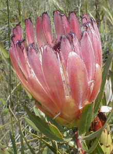 Burchell's Sugarbush - Photo: Nigel Forshaw