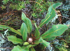 Bishop Sugarbush - Photo: Chris Berens