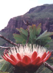 Common Sugarbush - Photo: NBI Collection