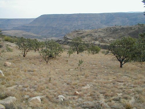 Common Sugarbush - Photo: Nigel Forshaw