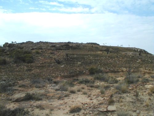 Common Sugarbush - Photo: Nigel Forshaw