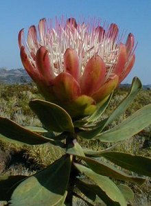 Manica Sugarbush - Photo: Nigel Forshaw