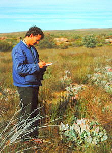 Largeleaf Sugarbush - Photo: Nigel Forshaw