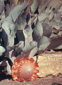 Largeleaf Sugarbush - Photo: David Osborne