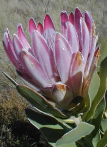 Bot River Sugarbush - Photo: Nigel Forshaw