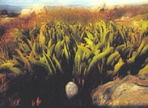 Snowball Sugarbush - Photo: Nigel Forshaw