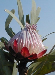 Baberton Sugarbush - Photo: Nigel Forshaw