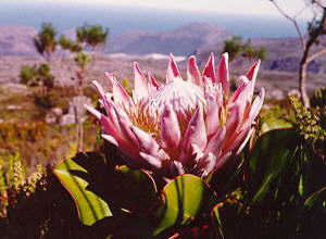King Sugarbush - Photo: Nigel Forshaw