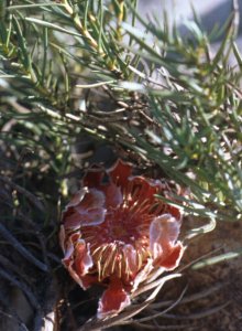 Linear-leaf Sugarbush - Photo: Tony Rebelo