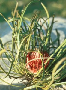 Tooth-leaf Sugarbush - Photo: Tony Rebelo