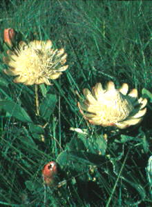 Drakensberg Sugarbush - Photo: Protea Atlas Collection