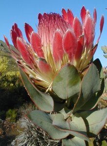 Broadleaf Sugarbush - Photo: Nigel Forshaw