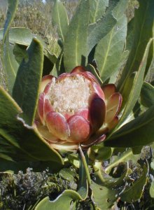 Leafy Sugarbush - Photo: Nigel Forshaw