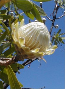 Dwarf Savanna Sugarbush - Photo: Nigel Forshaw
