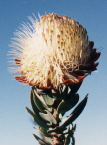 Clanwilliam Sugarbush - Photo: Deryck McCallum