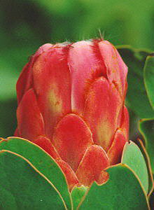 Red Sugarbush - Photo: Nigel Forshaw