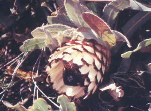 Sawedge Sugarbush - Photo: F du Randt