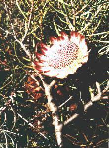 Patentleaf Sugarbush - Photo: NBI Collection