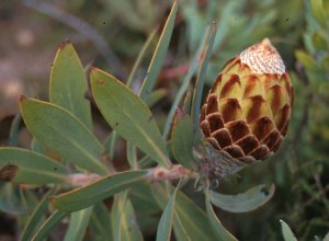 Large-nut Sugarbush - Photo: Nick Helme