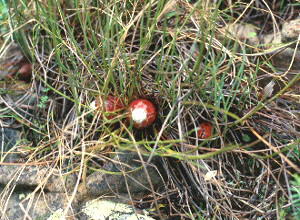 Tufted Sugarbush - Photo: E Aukamp