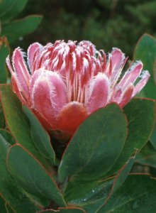 Hottentot Sugarbush - Photo: Chris Berens