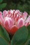 Hottentot Sugarbush - Photo: Chris Berens
