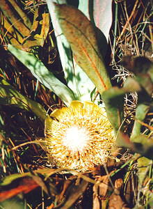 Smooth-Leaf Sugarbush - Photo: Nigel Forshaw