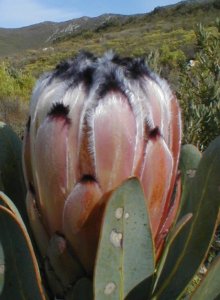 Grey-leaf Sugarbush - Photo: Nigel Forshaw