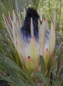 Long-leaf Sugarbush - Photo: Nigel Forshaw
