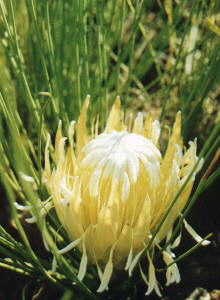 Thong-leaf Sugarbush - Photo: Corey van der Laan
