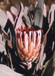 Strap-leaf Sugarbush - Photo: Nigel Forshaw