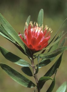 Protea micans trichophylla - Photo: Mervyn Lotter
