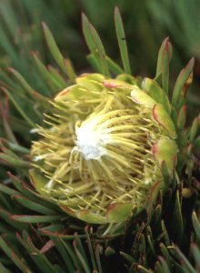 Swartberg Sugarbush - Photo: David Osborne