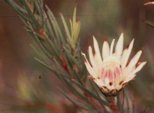 Dagger-leaf Sugarbush - Photo: F du Randt