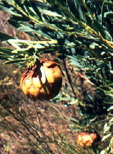 Kamiesberg Sugarbush - Photo: Liz Ashton