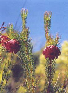 Mountain-rose Sugarbush - Photo: Nigel Forshaw